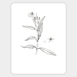 botanical illustration Magnet